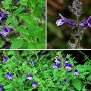 Cây nhân trần | bồ chè, chè đồng, chè nội, chè cát, nhân trần cao