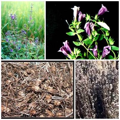 cay-nhan-tran-tuoi Cây nhân trần | bồ chè, chè đồng, chè nội, chè cát, nhân trần cao