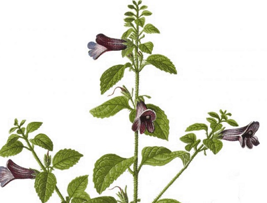 cay-nhan-tran Cây nhân trần | bồ chè, chè đồng, chè nội, chè cát, nhân trần cao