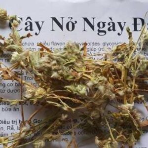 Cây nở ngày đất