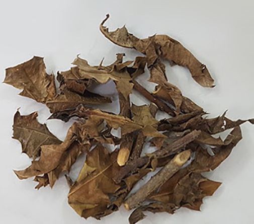 cay-o-ro-4 Cây ô rô | Địa chỉ bán cây ô rô | Tác dụng cây ô rô chữa bệnh xơ gan | mua cây ô rô nước ở đâu