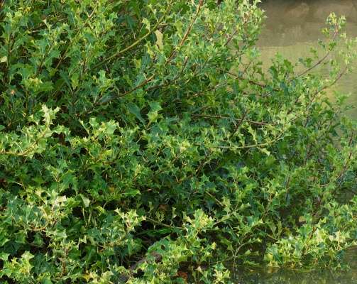 cay-o-ro-nuoc Cây ô rô | Địa chỉ bán cây ô rô | Tác dụng cây ô rô chữa bệnh xơ gan | mua cây ô rô nước ở đâu