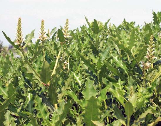 cay-o-ro Cây ô rô | Địa chỉ bán cây ô rô | Tác dụng cây ô rô chữa bệnh xơ gan | mua cây ô rô nước ở đâu