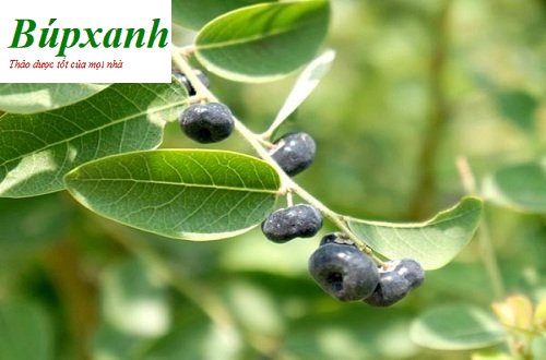 cay-phen-den-1 Cây mực | cây phèn đen | Địa chỉ bán cây phèn đen | Bán cây mực