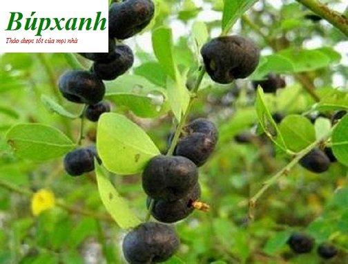 cay-phen-den-13 Cây mực | cây phèn đen | Địa chỉ bán cây phèn đen | Bán cây mực