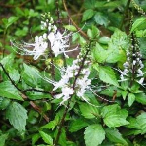 Cây râu mèo | Cây bông bạc