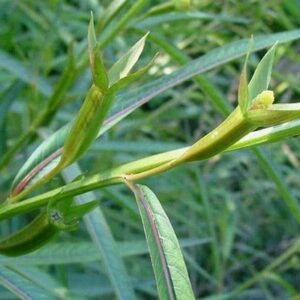 Cây rau mương | Rau mương đất