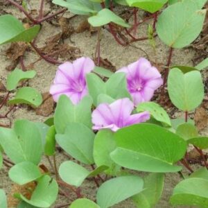 Cây rau muống biển | Địa chỉ bán rau muống biển