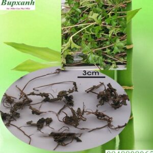 Cây sài đất | Húng trám | Cây ngổ núi