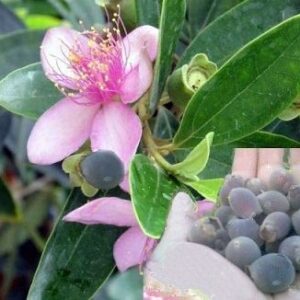 Cây sim | Quả sim rừng | Trái sim | Địa chỉ bán qua sim khô