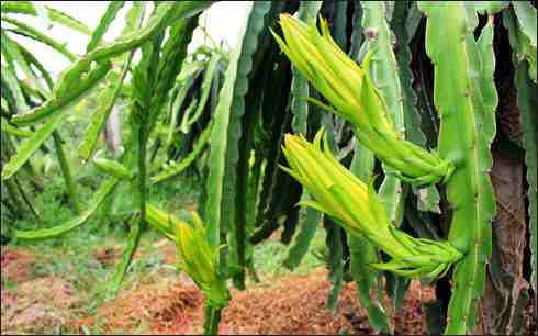 Hoa thanh long sấy khô | Hoa bá vương | Địa chỉ bán hoa thanh long