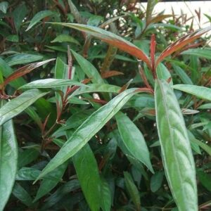 Cây thành ngạnh | Cây đỏ ngọn | Ngành ngạnh | Lành ngạnh