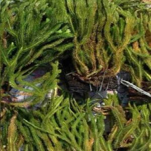 Cây thông đất, Thạch tùng răng cưa, Thạch tùng thân gập, Cây râu rồng