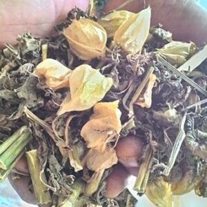 Cây thù lù | Cây tầm bóp | Cây lồng đèn | Cây bôm bốp