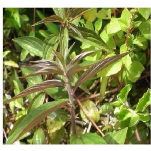 Cây thuốc dòi | Cây bọ mắm | Cây cỏ dòi