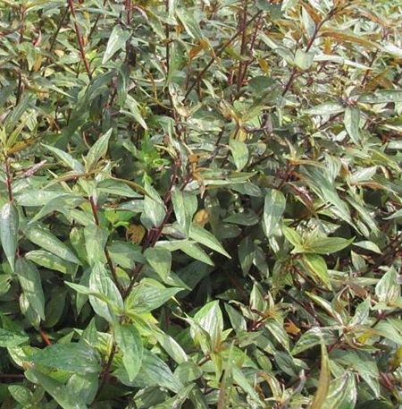 Cây thuốc dòi thân tím, tác dụng cây thuốc dòi, địa chỉ bán cây thuốc dòi