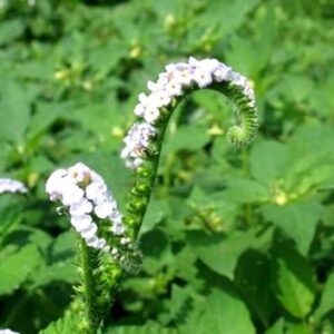 Cây vòi voi | Địa chỉ bán cây vòi voi