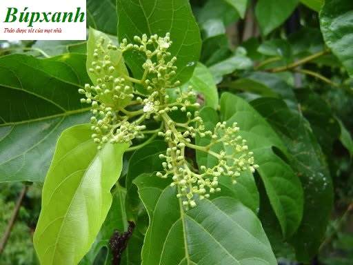 cay-vong-cach-2 Cây vọng cách | Địa chỉ bán vọng cách khô | Bọng cách | Lá cách