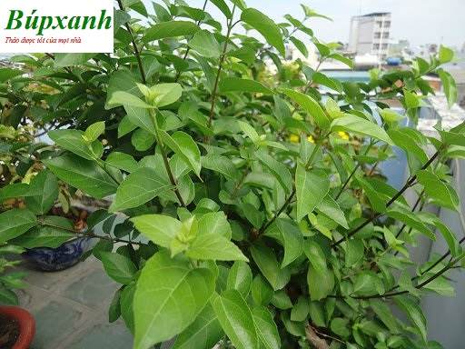 cay-vong-cach-21 Cây vọng cách | Địa chỉ bán vọng cách khô | Bọng cách | Lá cách