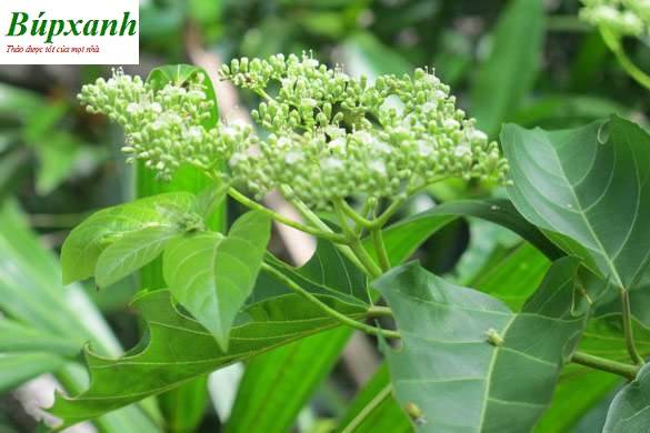 cay-vong-cach Cây vọng cách | Địa chỉ bán vọng cách khô | Bọng cách | Lá cách