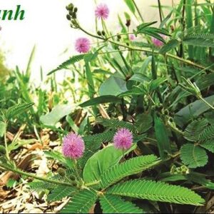 Cây xấu hổ | Cây cỏ ngươi | Cây mắc cỡ | Cây trinh nữ | Địa chỉ bán cây xấu hổ