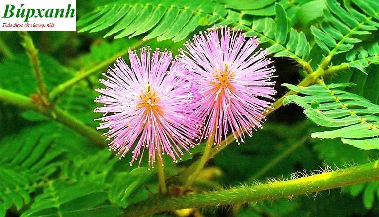 Cây xấu hổ | Cây cỏ ngươi | Cây mắc cỡ | Cây trinh nữ | Địa chỉ bán cây xấu hổ