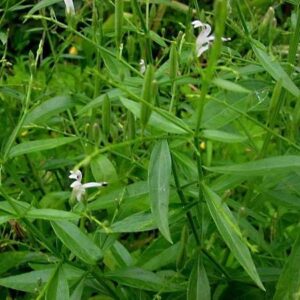 Cây Xuyên Tâm Liên