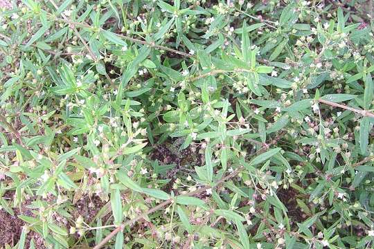 cay_bach_hoa_xa_thiet_thao