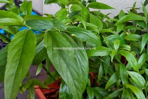 cây bìm bịp | cung cấp cây bìm bịp số lượng lớn