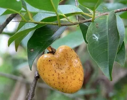 cay_binh_bat_kho_chua_lao_phoi