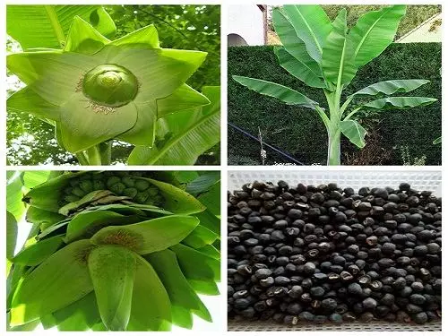 cay_chuoi_co_do_chua_soi_than mua hạt chuối cô đơn ở đâu