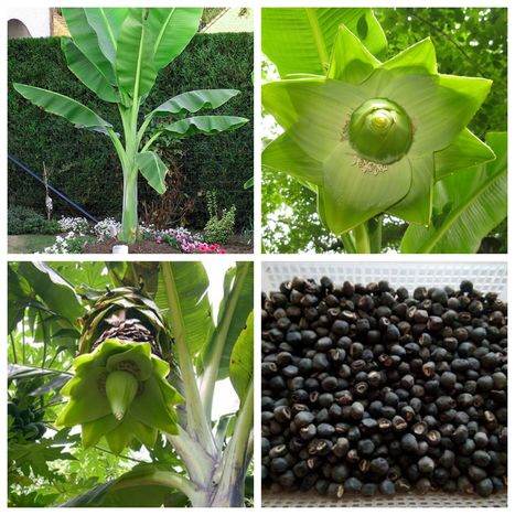 cay_chuoi_co_don Hạt chuối cô đơn | địa chỉ bán hạt chuối cô đơn