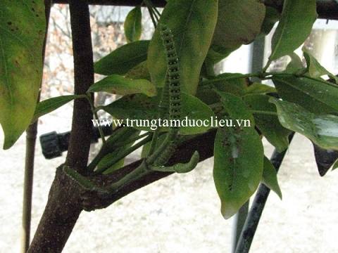 Cây gắm | địa chỉ bán dây gắm