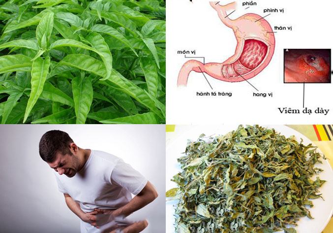 cay_hoan_ngoc_chua_benh_da_day cay_hoan_ngoc_chua_benh_da_day