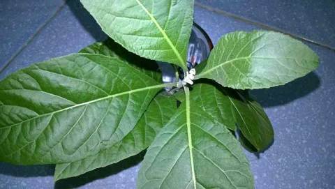 cay_mat_gau Cây mật gấu | địa chỉ bán cây mật gấu