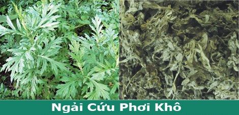 cây ngải cứu chữa sảy thai