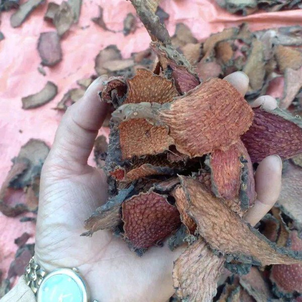 cay_ngu_gia_bi_gai_nhung_thung_dung_nam