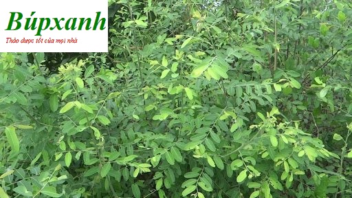 cay_phen_den_chua_benh_gi_bupxanh cay_phen_den_chua_benh_gi_bupxanh