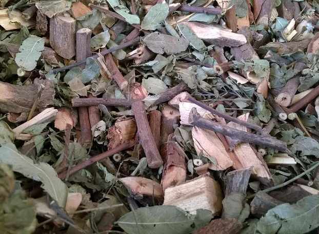 cay_phen_den_kho cay_phen_den_kho