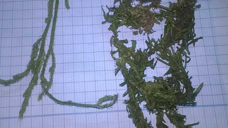 cay_thach_tung_rang_cua_va_cay_thong_dui cay_thach_tung_rang_cua_va_cay_thong_dui