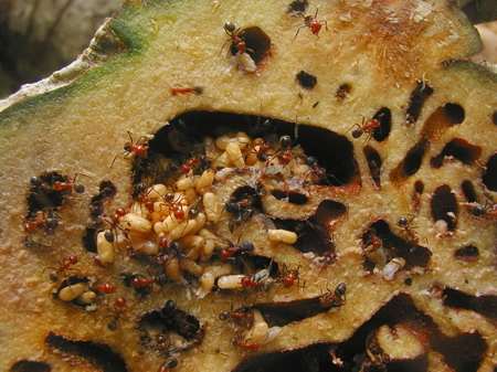 Cây tổ kiến - công dụng cây tổ kiến - địa chỉ bán cây tổ kiến khô