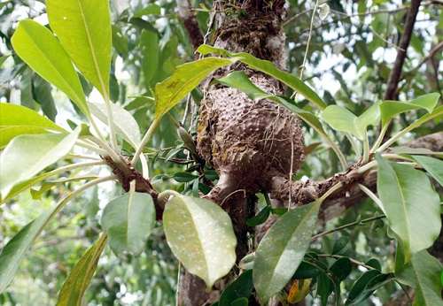 Cây tổ kiến - công dụng cây tổ kiến - địa chỉ bán cây tổ kiến khô