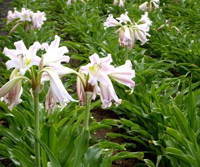 Cây trinh nữ hoàng cung