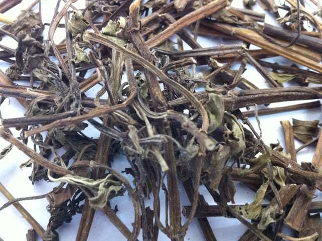 caybachakho Bạc hà, công dụng cây bạc hà, địa chỉ bán cây bạc hà