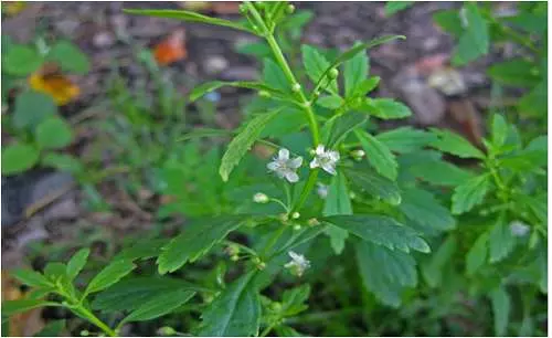 Cây cam thảo nam, công dụng cam thảo nam, địa chỉ bán cam thảo nam