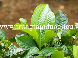 caychedung cây chè dung