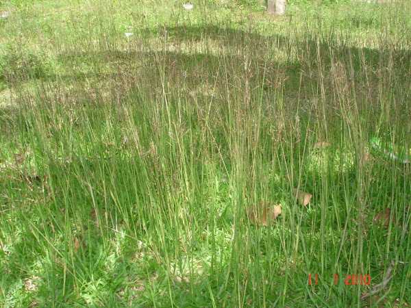 Cây cỏ may, công dụng cỏ may, địa chỉ bán cỏ may khô