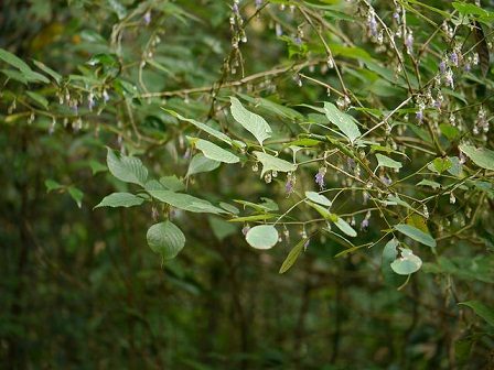 cay com nep thuoc ho o ro