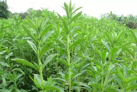 caycongottrongtrasonmathongsam caycongottrongtrasonmathongsam