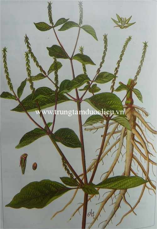 Hình ảnh cây cỏ xước chữa thoái hóa xương